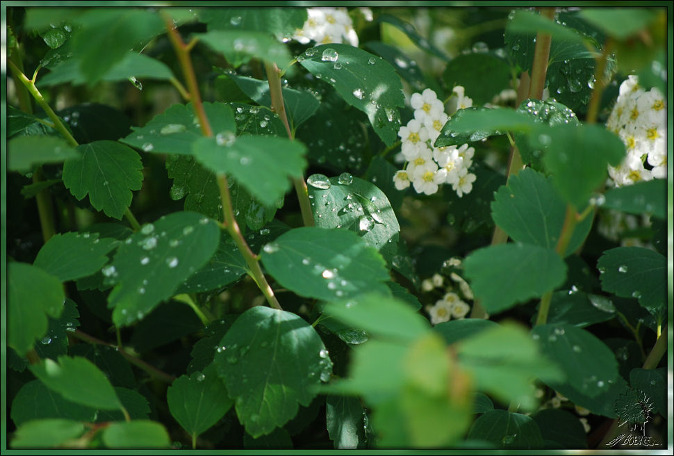 Nach dem Regen 1