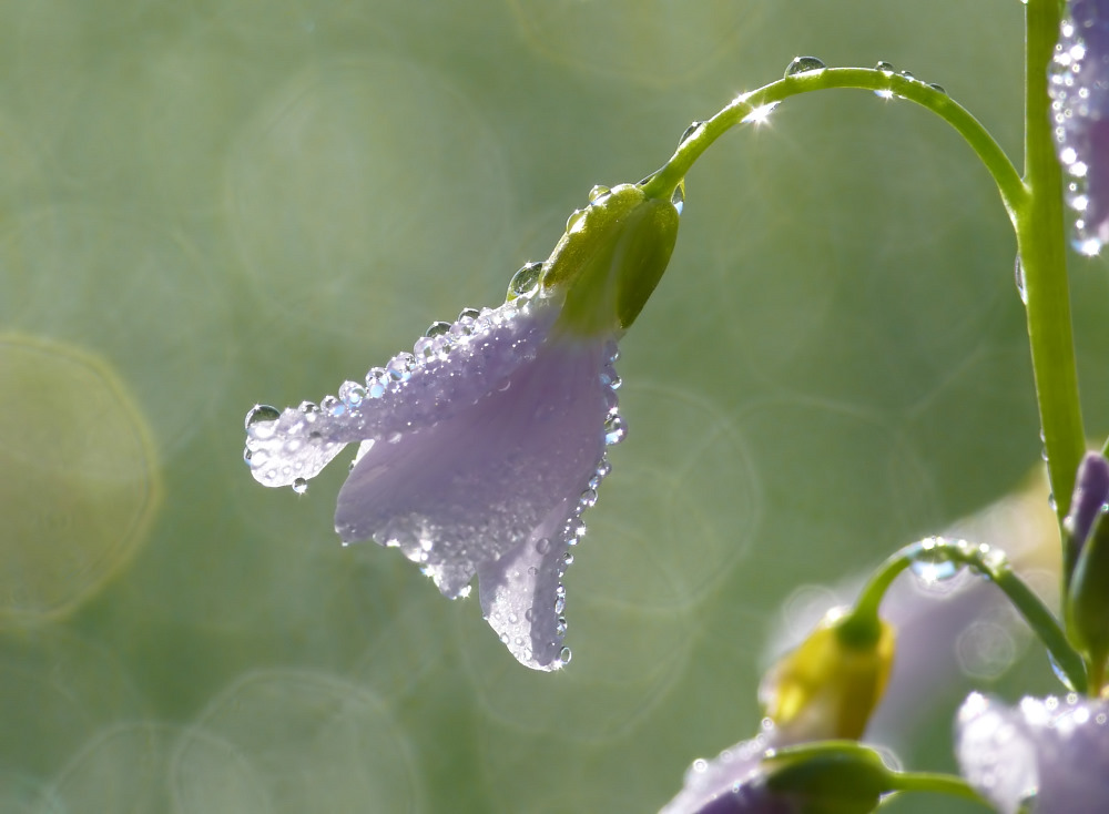 Nach dem Regen