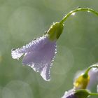 Nach dem Regen