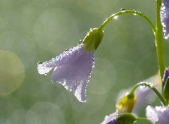 Nach dem Regen