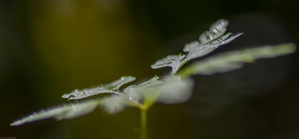 nach dem Regen