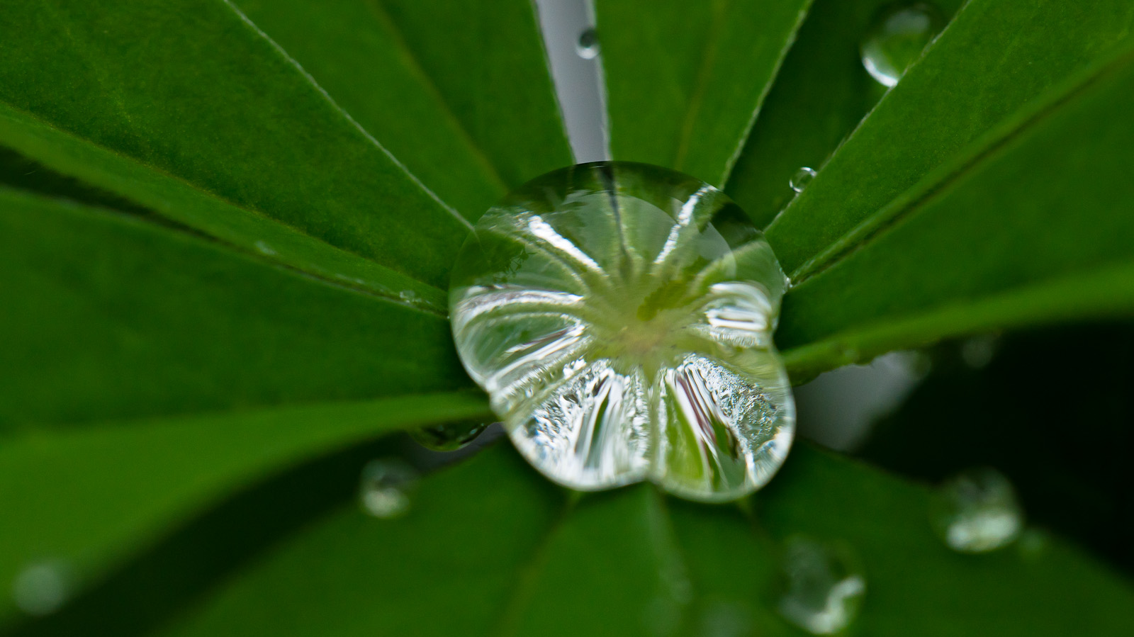 nach dem Regen....