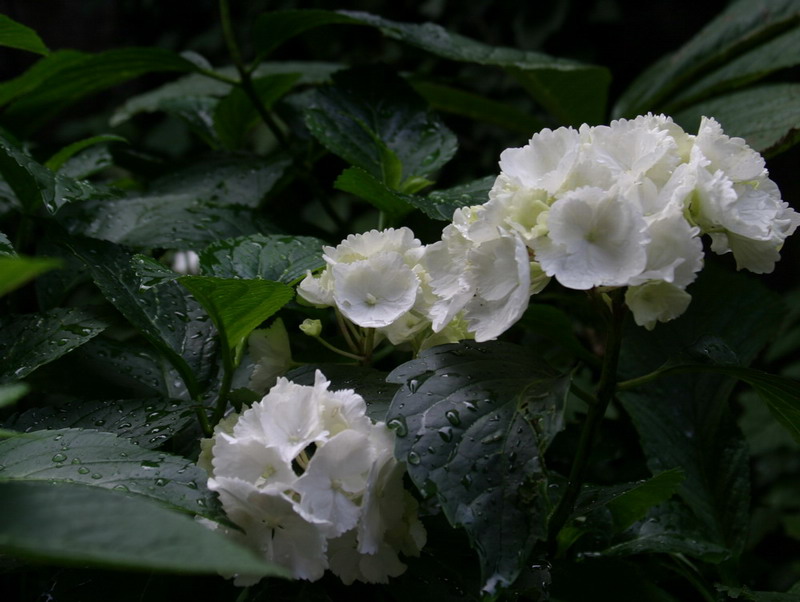 Nach dem Regen