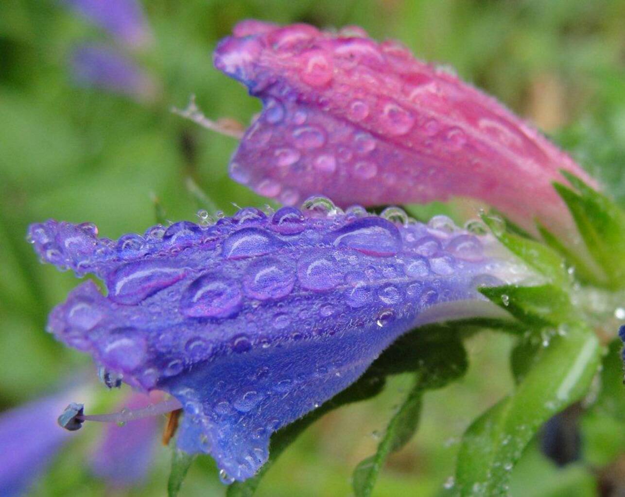 Nach dem Regen