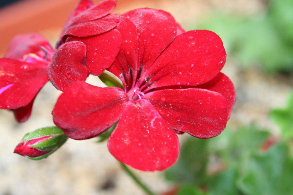 Nach dem Regen