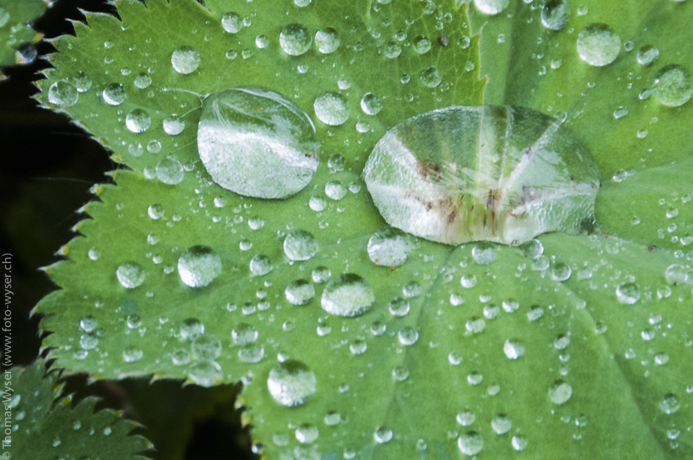 Nach dem Regen