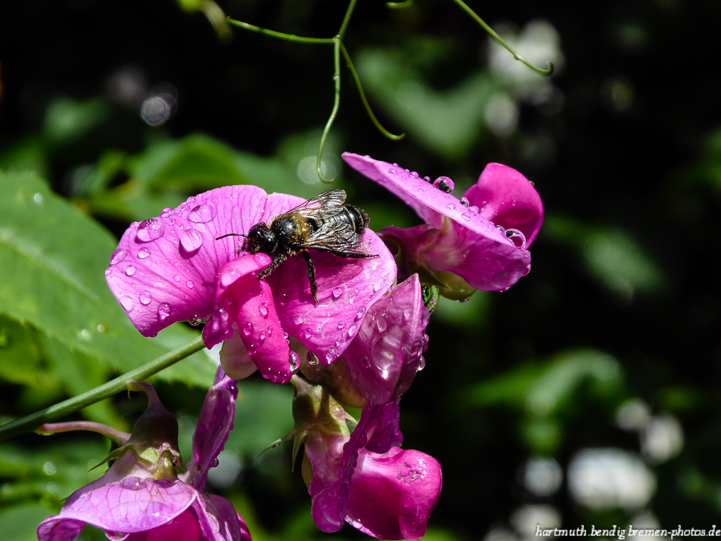 nach dem Regen