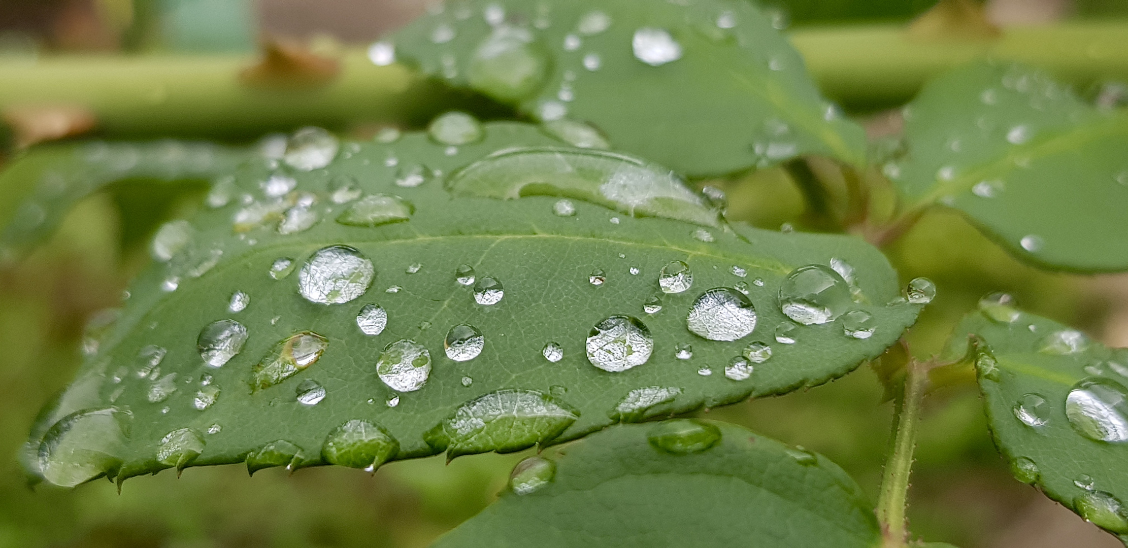 Nach dem Regen