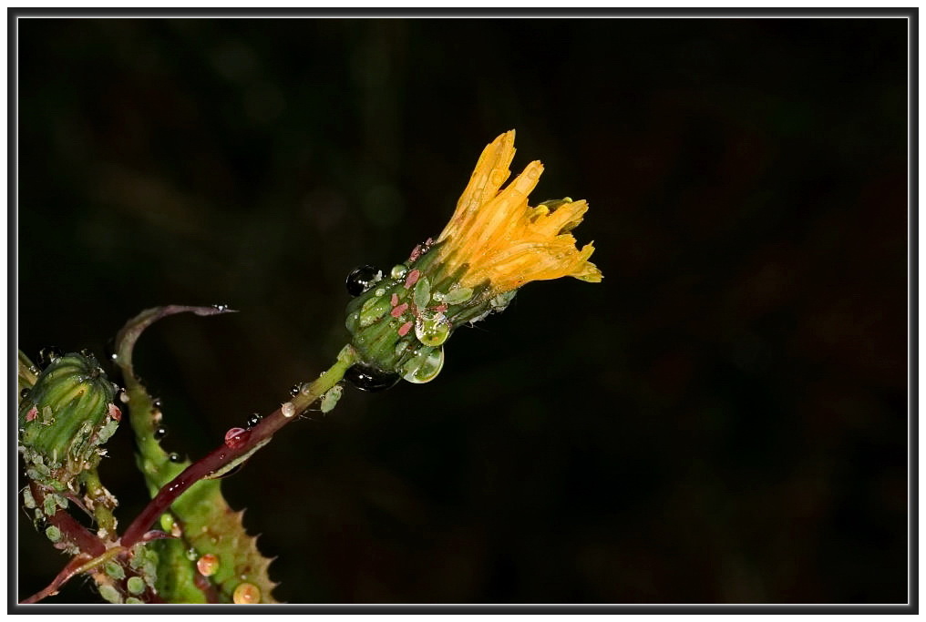 nach dem Regen...