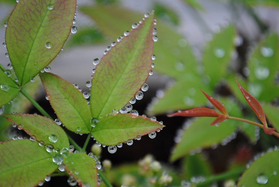 Nach dem Regen