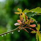 Nach dem Regen