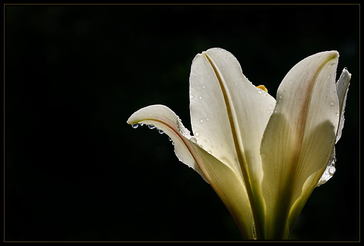 Nach dem Regen...