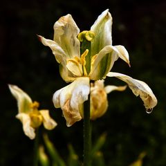 Nach dem Regen