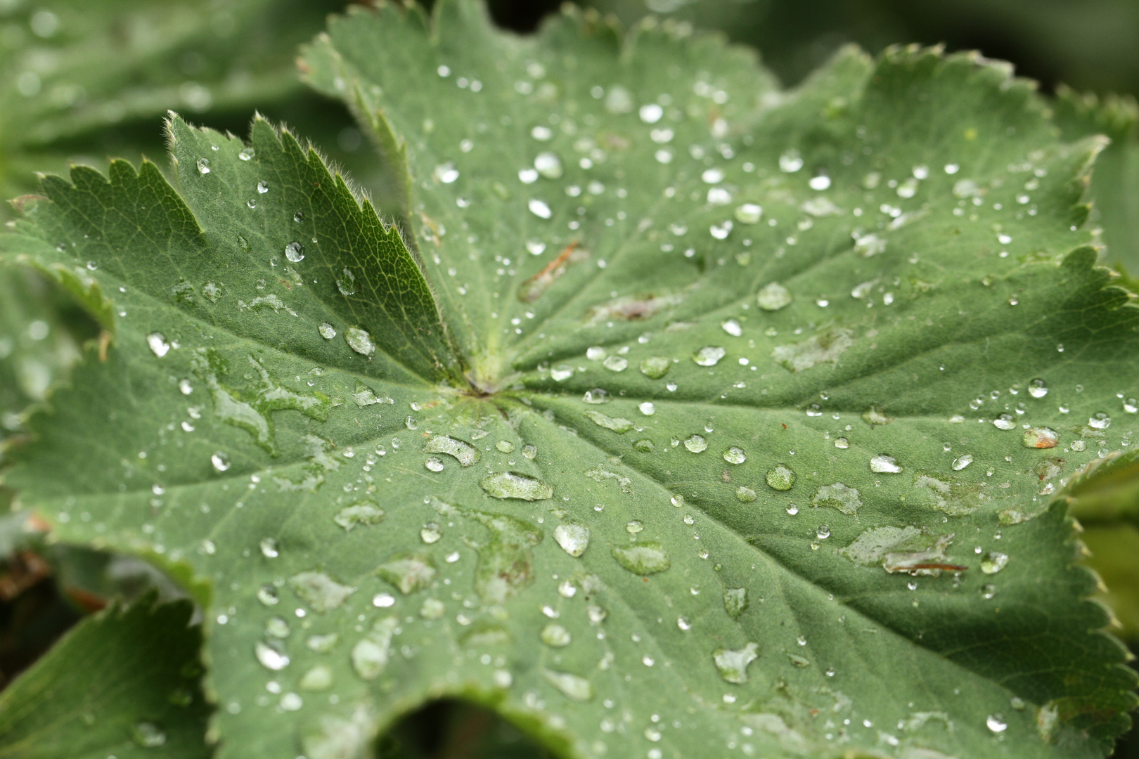 Nach dem Regen