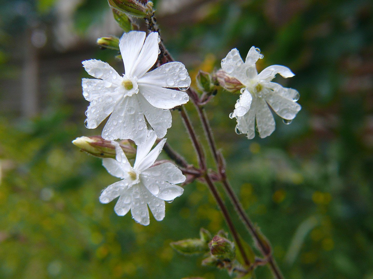 Nach dem Regen