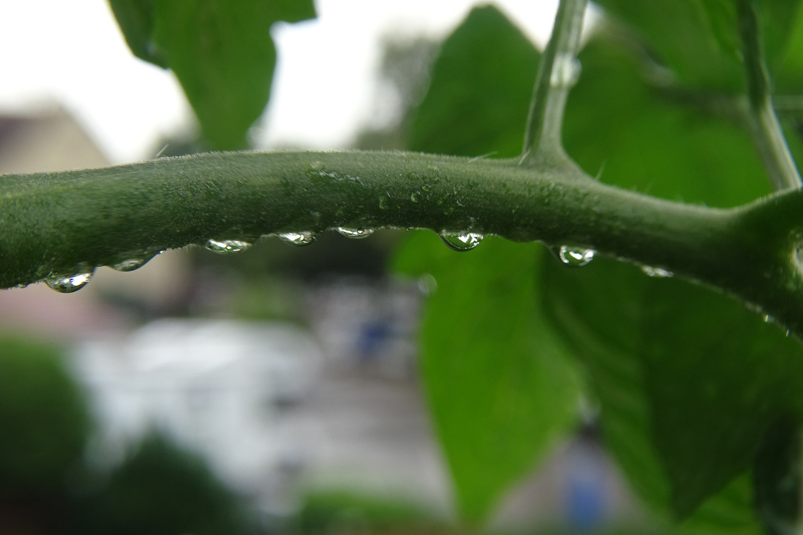 Nach dem Regen