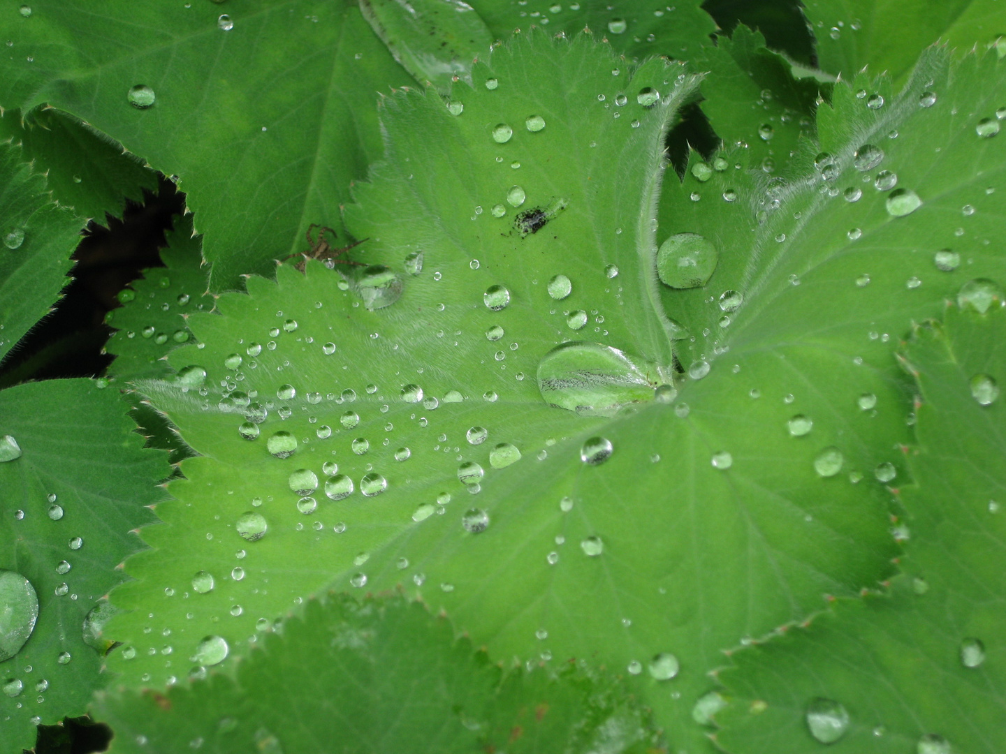 nach dem Regen