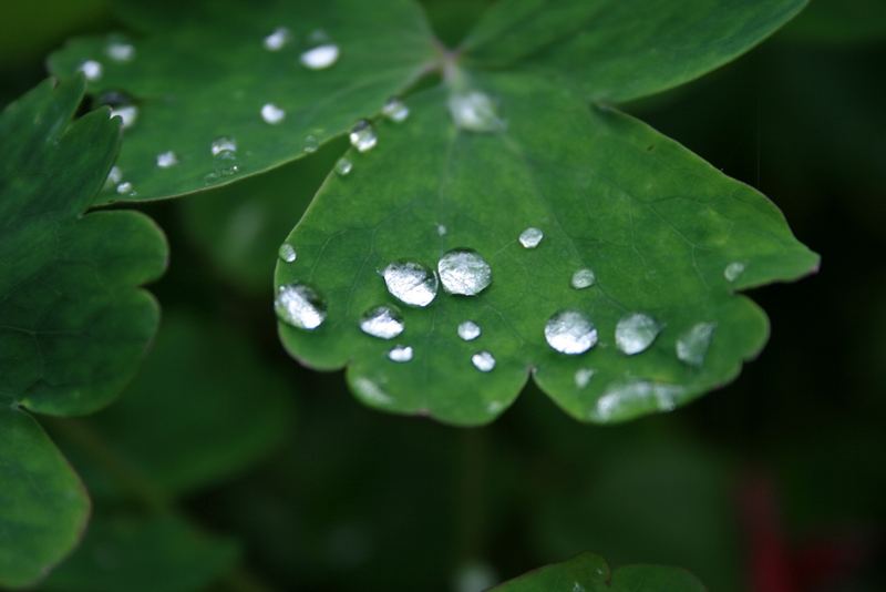 Nach dem Regen