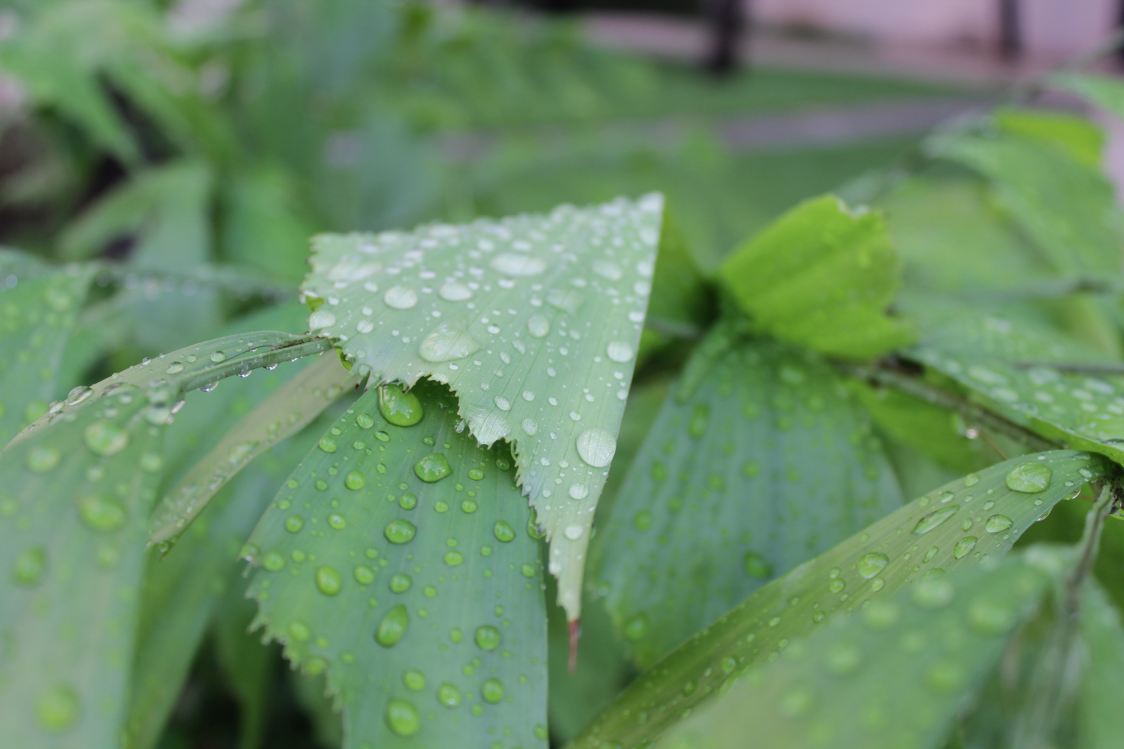 nach dem Regen ...