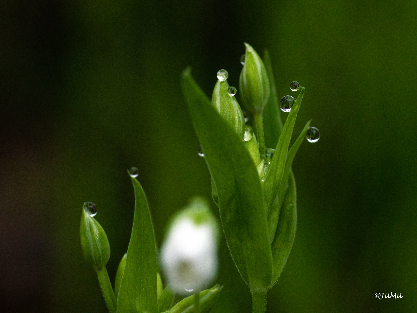 nach dem Regen