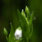 nach dem Regen