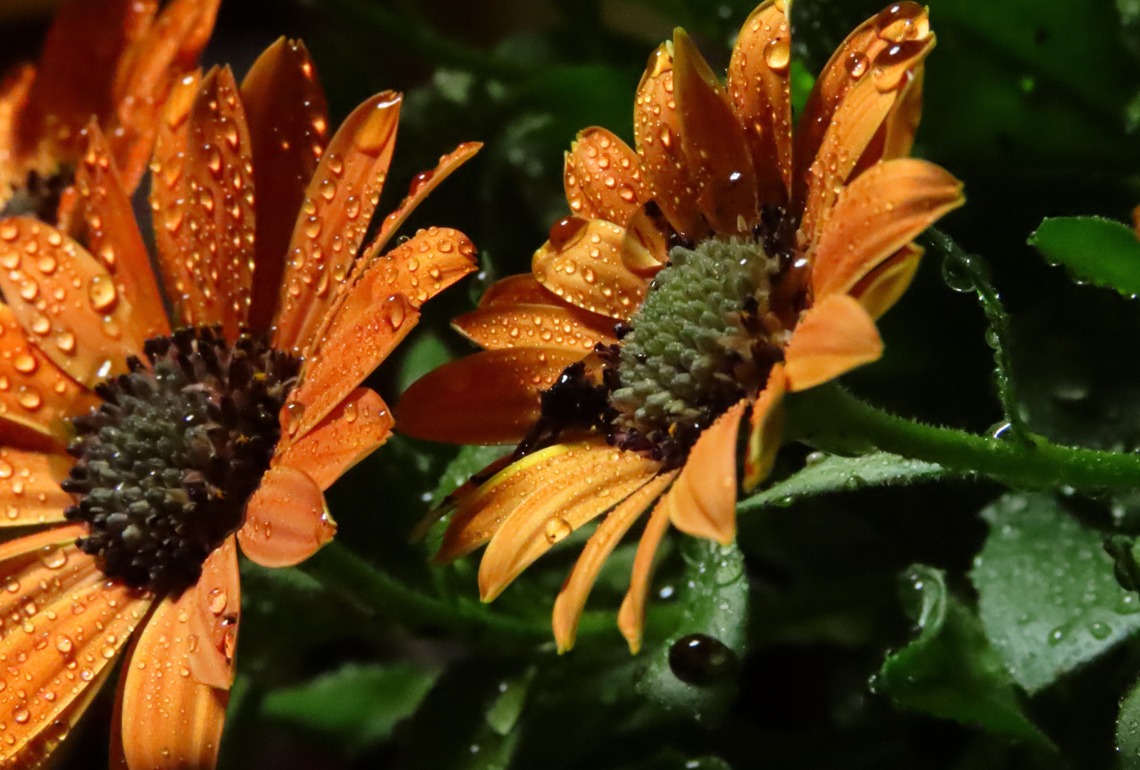 Nach dem Regen