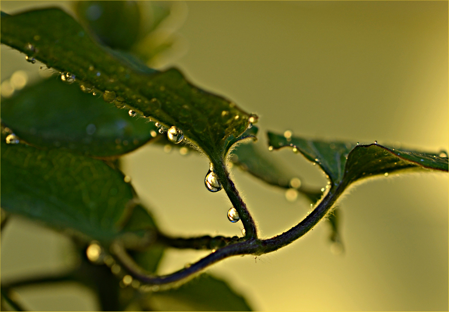 nach dem Regen