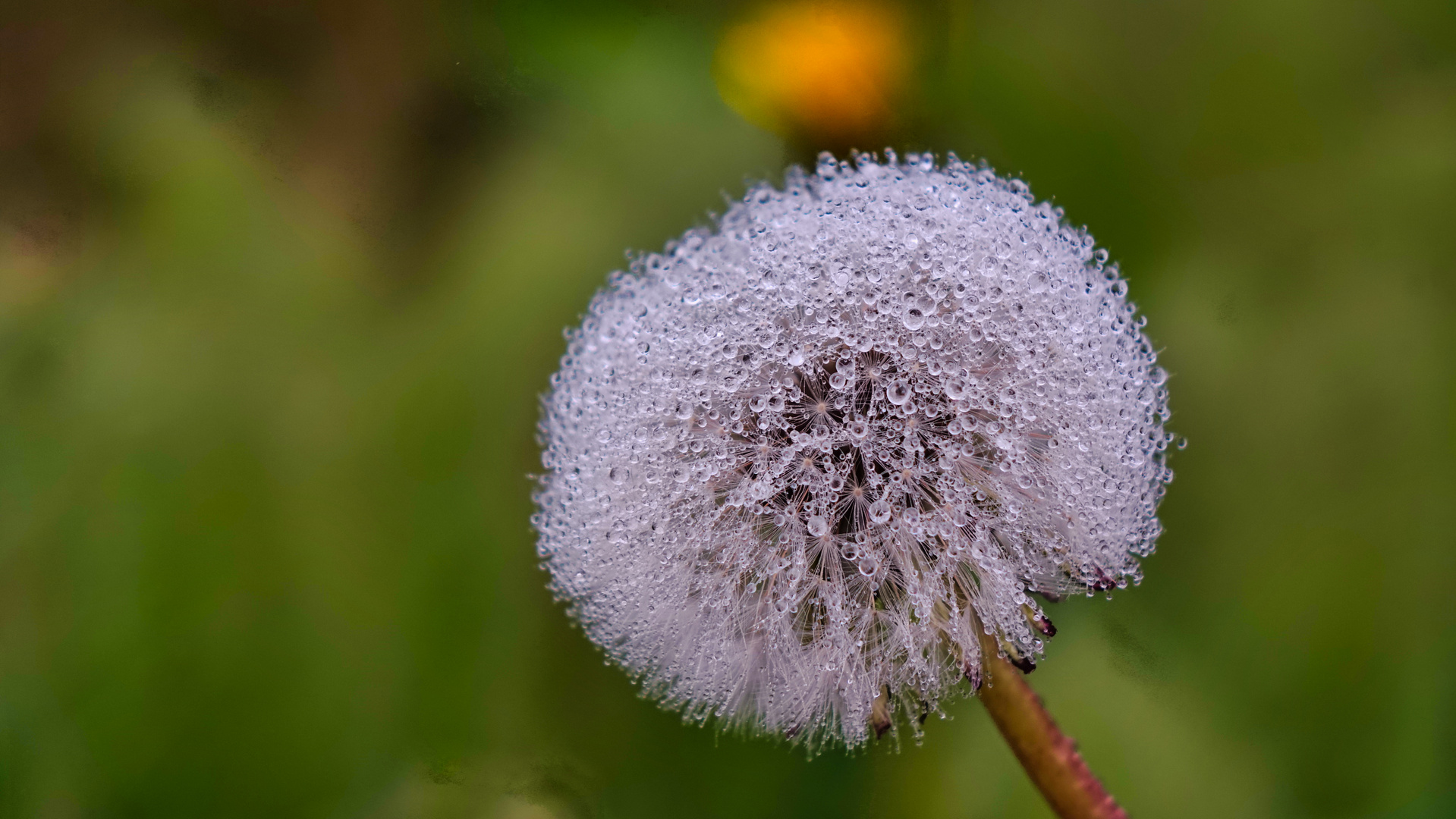 Nach dem Regen 