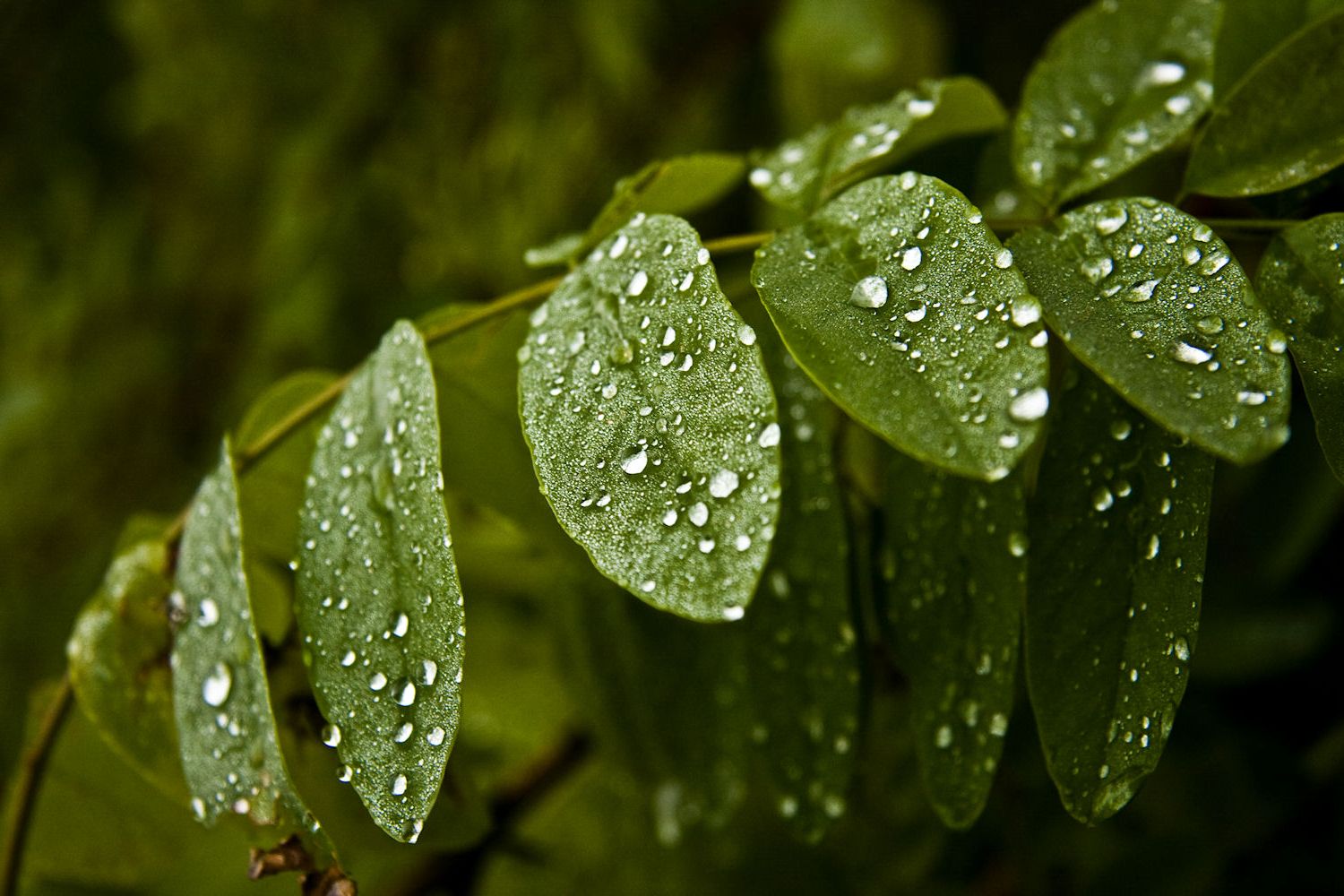 nach dem regen