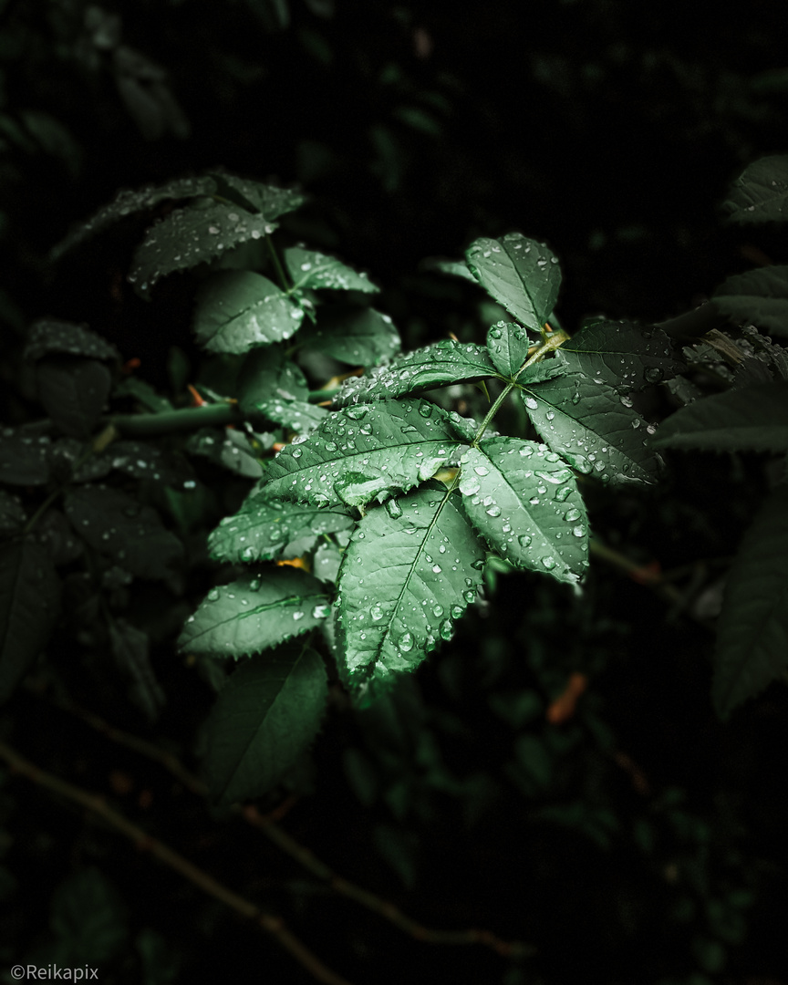 Nach dem Regen