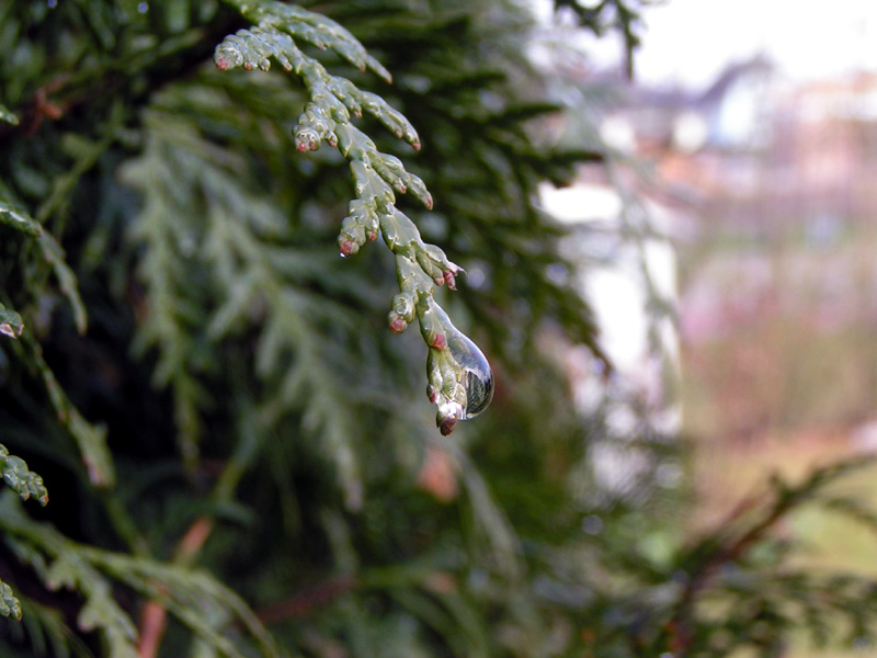 Nach dem Regen