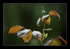 nach dem Regen