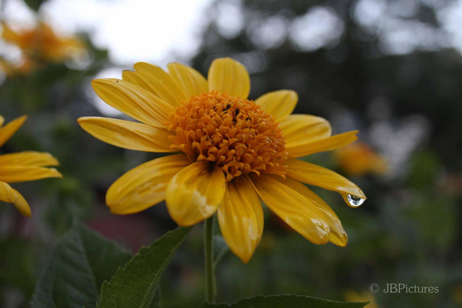 Nach dem Regen