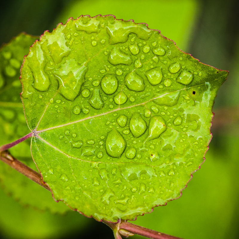 Nach dem Regen