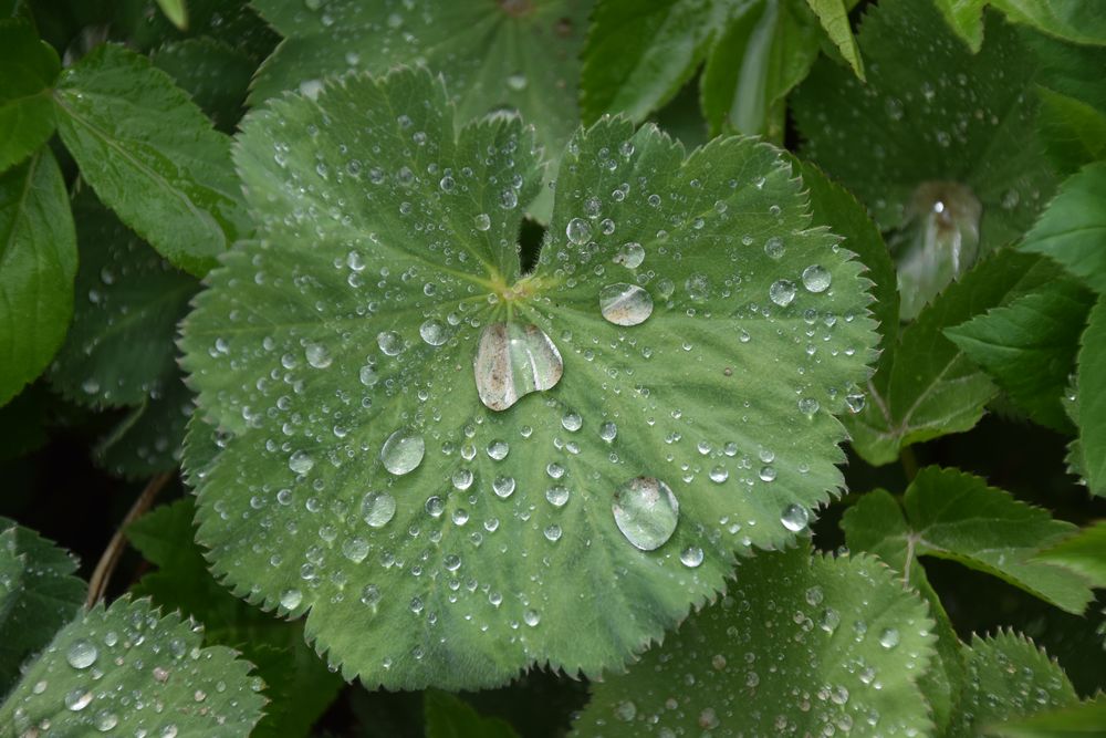 nach dem Regen