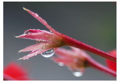 Nach dem Regen ...