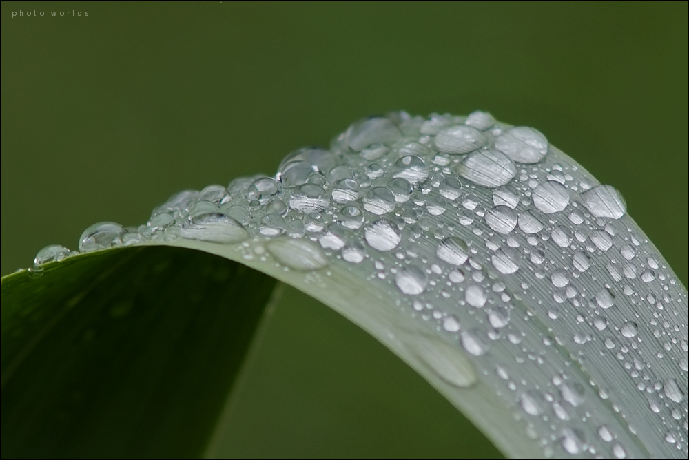 Nach dem Regen #2