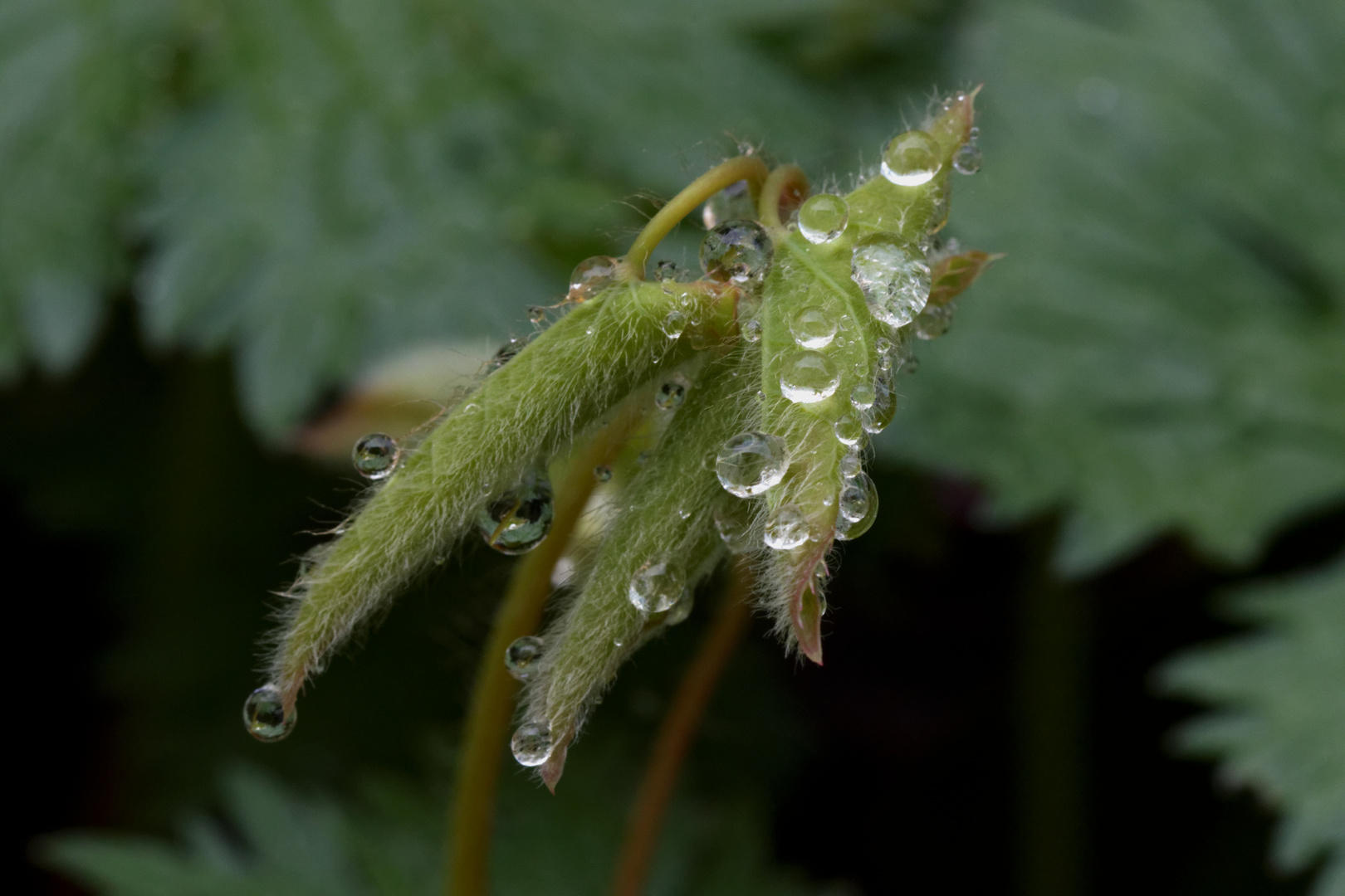 Nach dem Regen 2