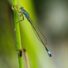 Nach dem Regen -2