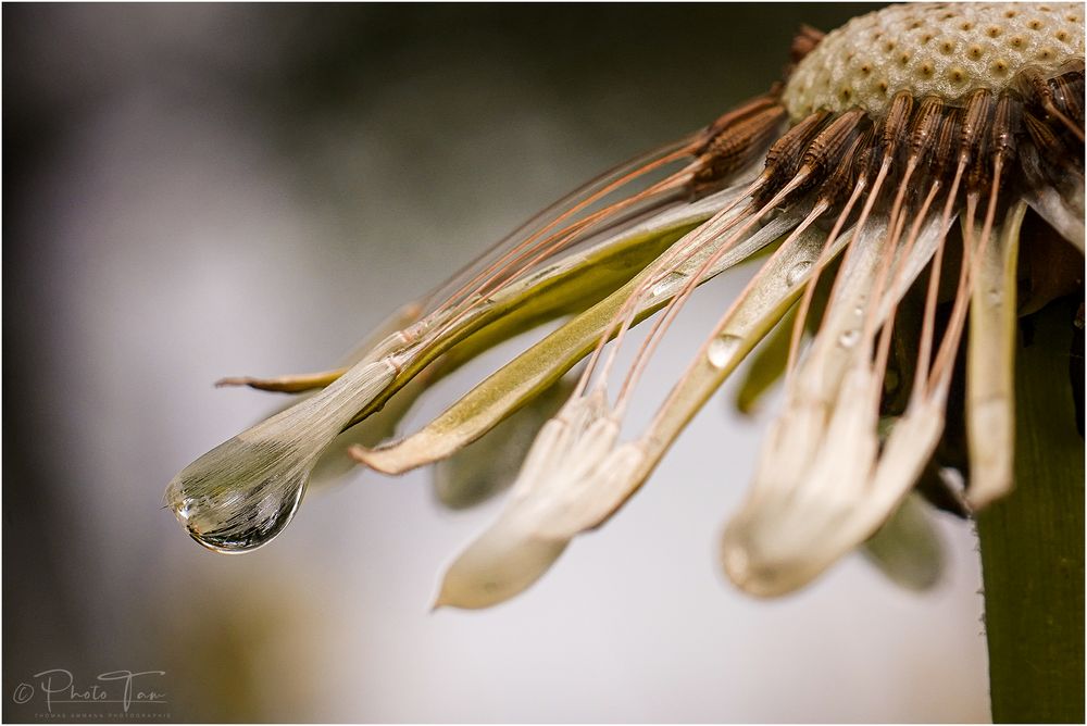 Nach dem Regen #2