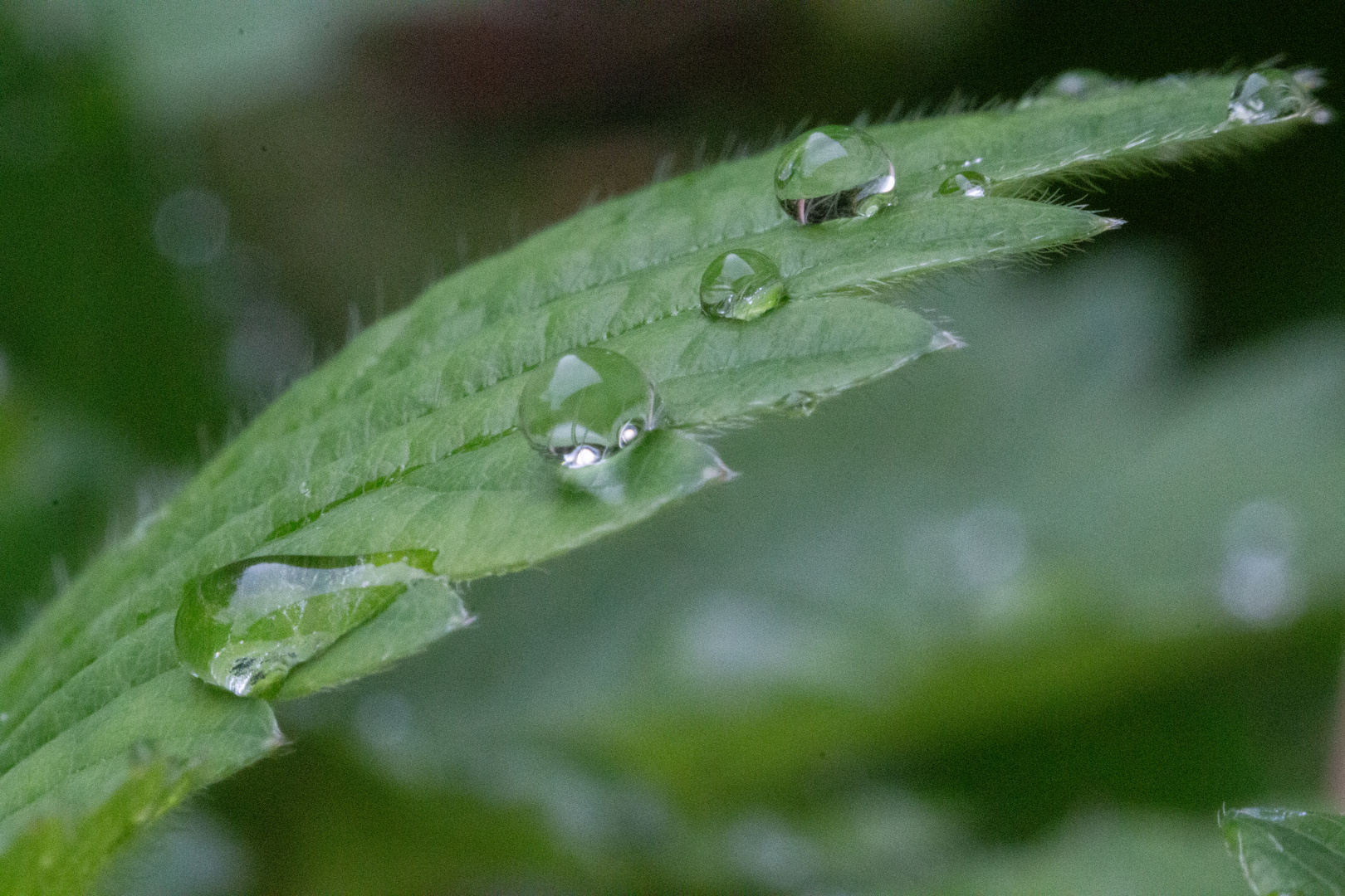 nach dem Regen 2