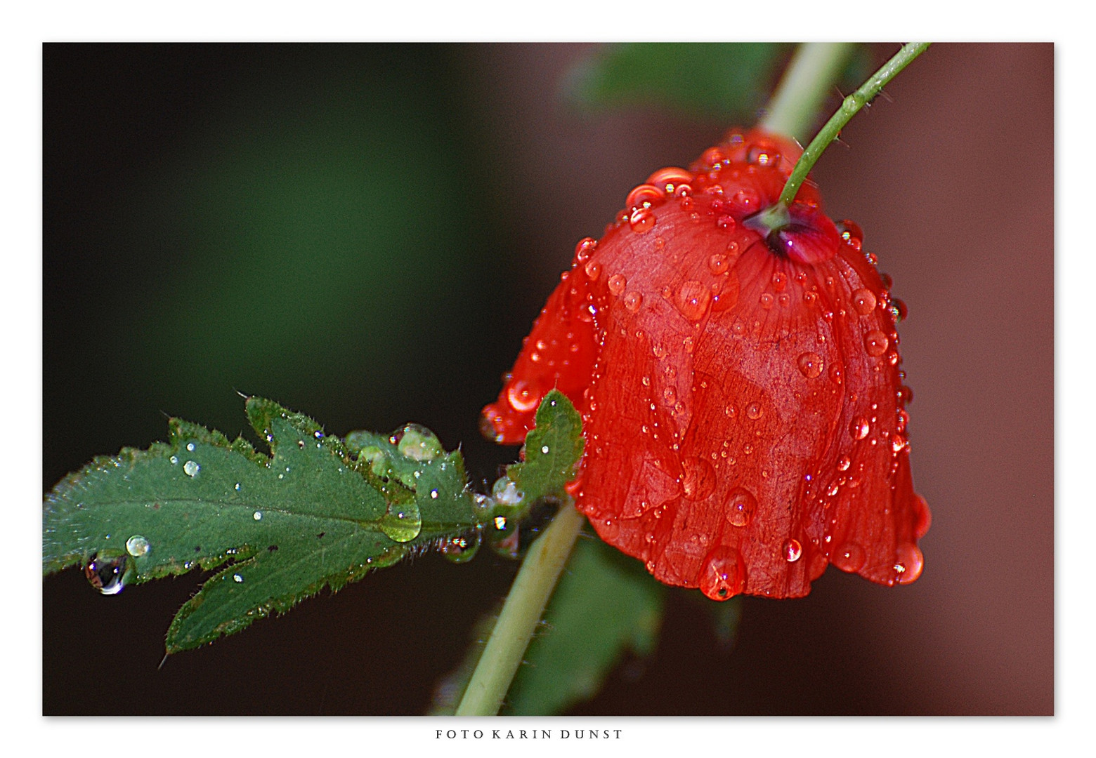 nach dem Regen 2