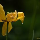 nach dem Regen 2