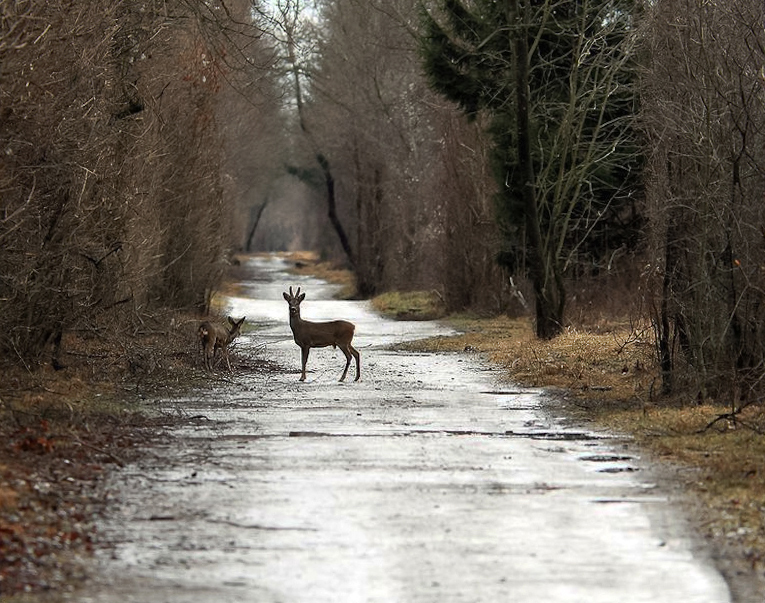 Nach dem Regen #2