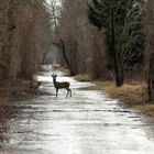 Nach dem Regen #2