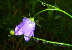 Nach dem Regen 2