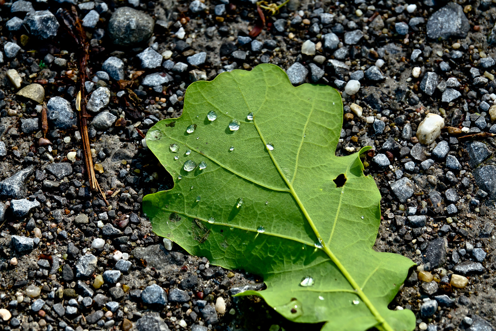 Nach dem Regen 2