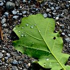 Nach dem Regen 2