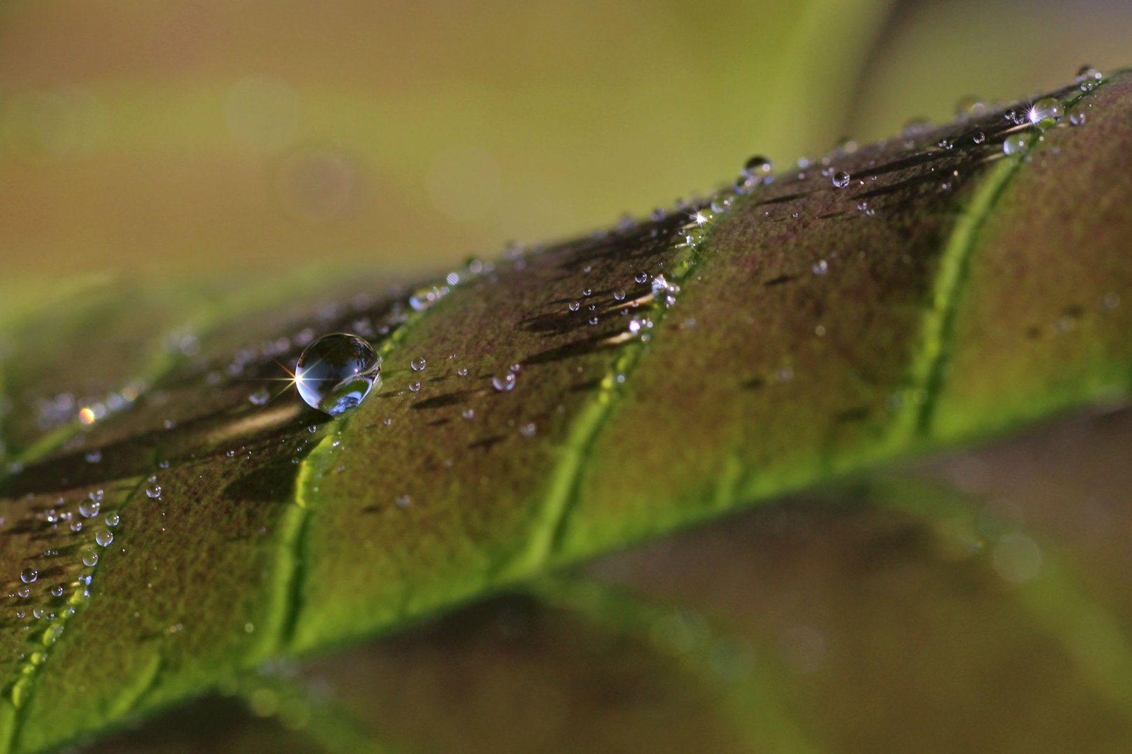 Nach dem Regen 2