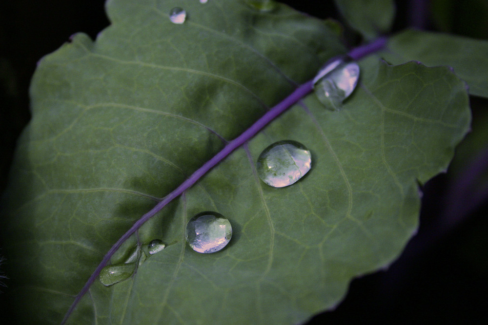 nach dem Regen 2